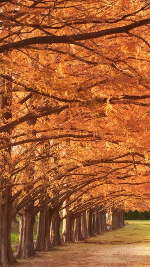無料スマホ壁紙「紅葉するメタセコイア並木」