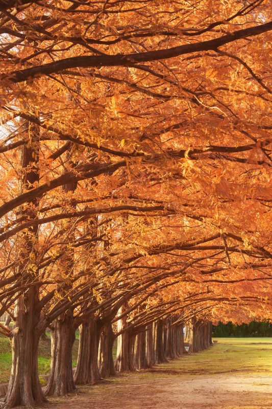 石垣池公園の写真「紅葉するメタセコイア並木」