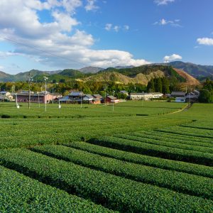 伊勢茶の写真「【大台茶】神瀬の茶畑と町並み」