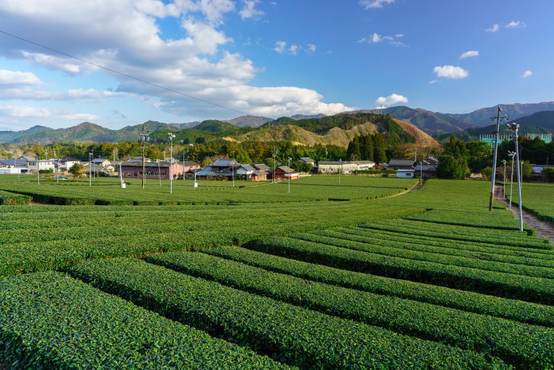 伊勢茶の写真「【大台茶】神瀬の茶畑と町並み」