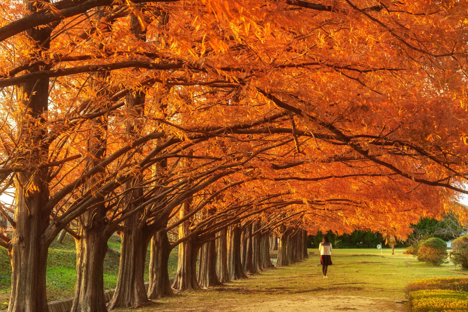 石垣池公園の写真「西陽でより赤く染まるメタセコイア並木」