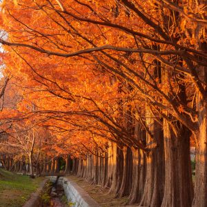 石垣池公園の写真「水溜りに映る真っ赤なメタセコイア」