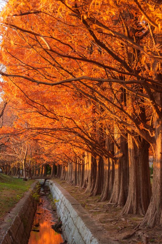 石垣池公園の写真「水溜りに映る真っ赤なメタセコイア」