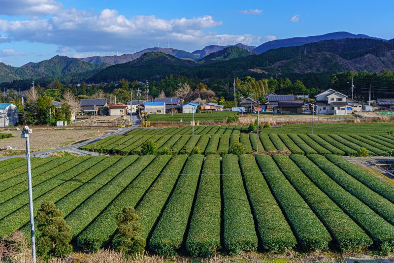 伊勢茶の写真「【大台茶】神瀬の茶畑と度会ウィンドファーム」
