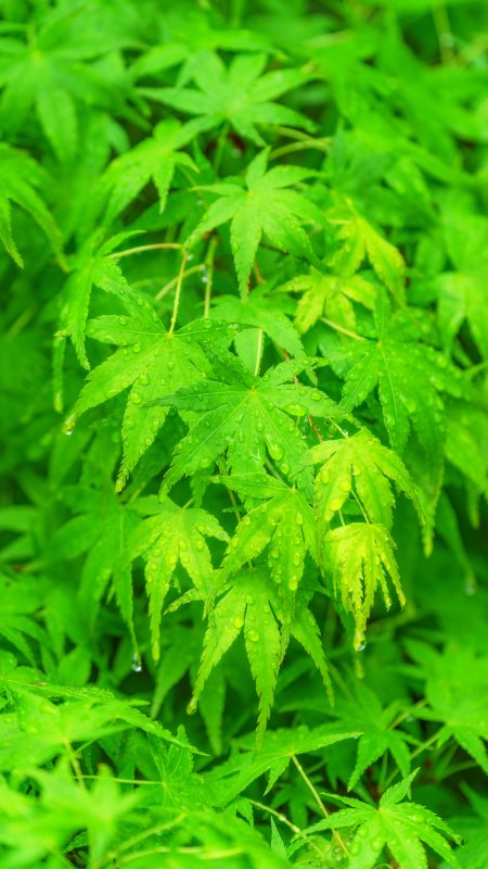 無料スマホ壁紙「雨粒と青葉」