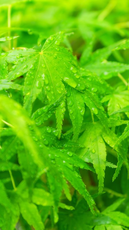 無料スマホ壁紙「雨上がりの青葉」
