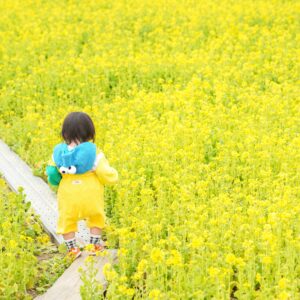 無料壁紙 菜の花畑の通路を歩く子供。PCとデスクトップ壁紙に最適な4K高画質の無料壁紙。三重県玉城町のアスピア玉城で撮影したフリー写真素材