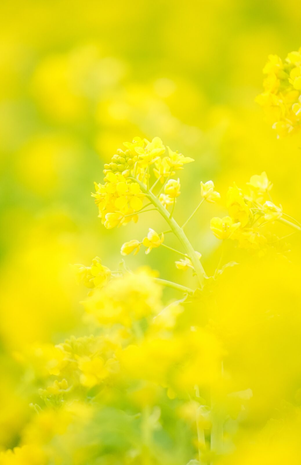 無料スマホ壁紙 黄金に輝く菜の花。AndroidとiPhoneに対応した4K高画質の無料待ち受け画像。三重県玉城町のアスピア玉城で撮影したフリー写真素材