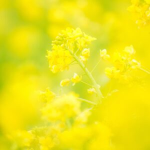 無料スマホ壁紙 黄金に輝く菜の花。AndroidとiPhoneに対応した4K高画質の無料待ち受け画像。三重県玉城町のアスピア玉城で撮影したフリー写真素材