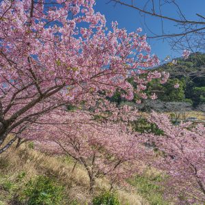 傾斜に咲く河津桜