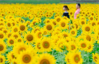 上笠田のひまわり畑の写真「ひまわりに囲まれて」