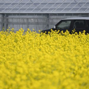 菜の花ドライブ