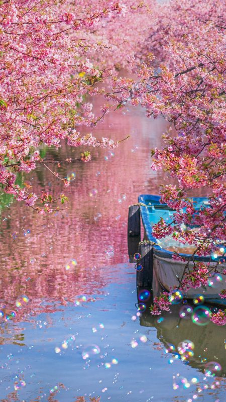 笠松河津桜ロードの写真「河津桜とシャボン玉」