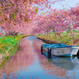 船と河津桜のリフレクション