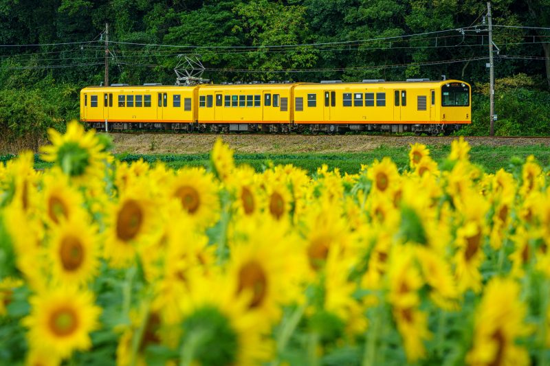 上笠田のひまわり畑の写真「三岐鉄道とひまわり畑」