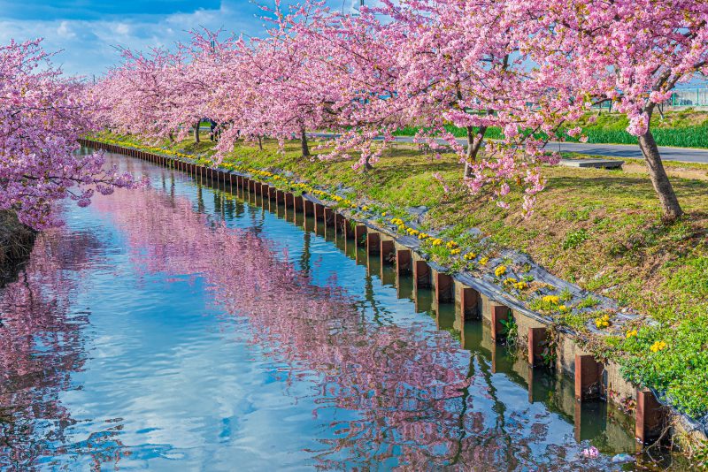 笠松河津桜ロードの写真「青空と雲が映る水路」