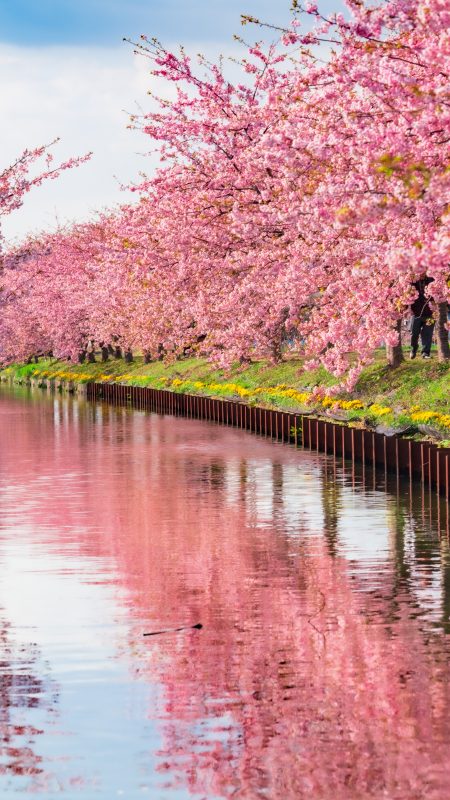 笠松河津桜ロードの写真「河津桜リフレクション」