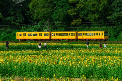 上笠田のひまわり畑の写真「ひまわり畑のそばを走る三岐鉄道」