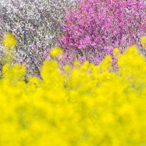 無料スマホ壁紙 紅白の花桃と菜の花。AndroidとiPhoneに対応した4K高画質の無料待ち受け画像。三重県伊勢市の三重県営サンアリーナ 花の広場で撮影したフリー写真素材
