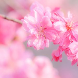 三重県営サンアリーナ 花の広場の写真「ピンク色の可憐な花桃」