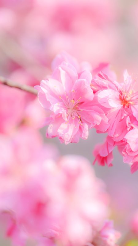 無料スマホ壁紙「ピンク色の可憐な花桃」