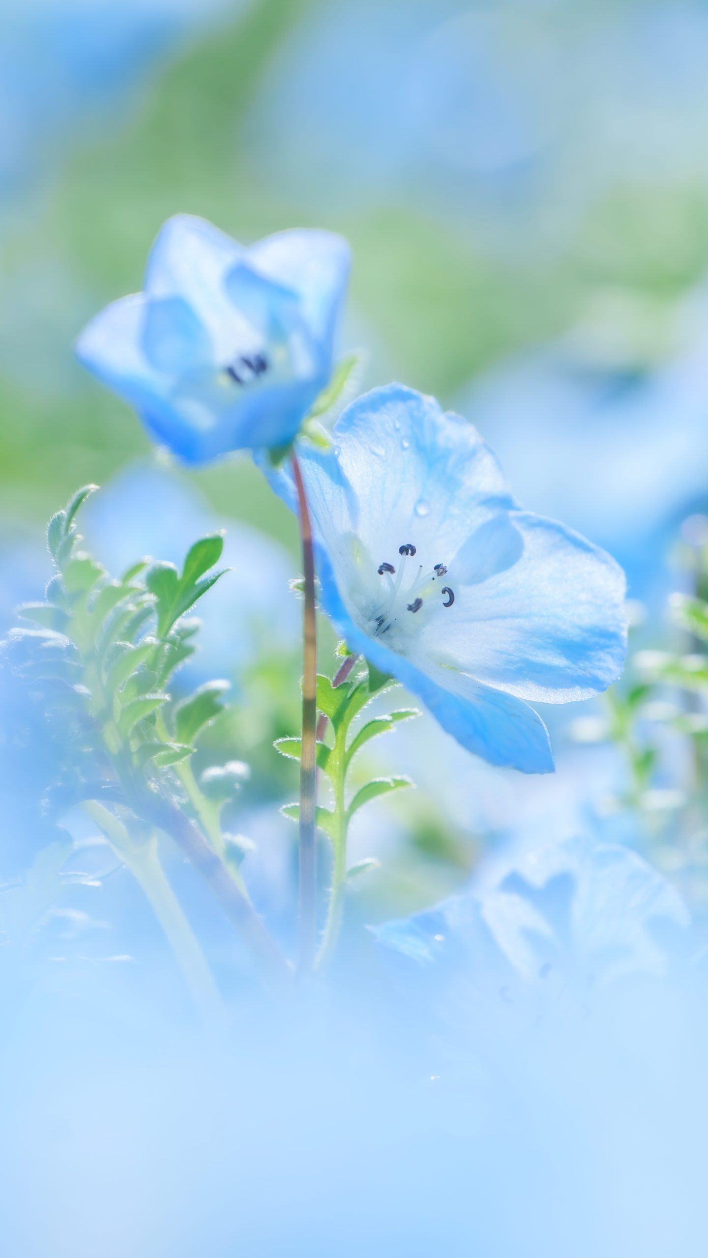 無料スマホ壁紙 パステルブルーのネモフィラ。AndroidとiPhoneに対応した4K高画質の無料待ち受け画像。三重県桑名市のなばなの里で撮影したフリー写真素材