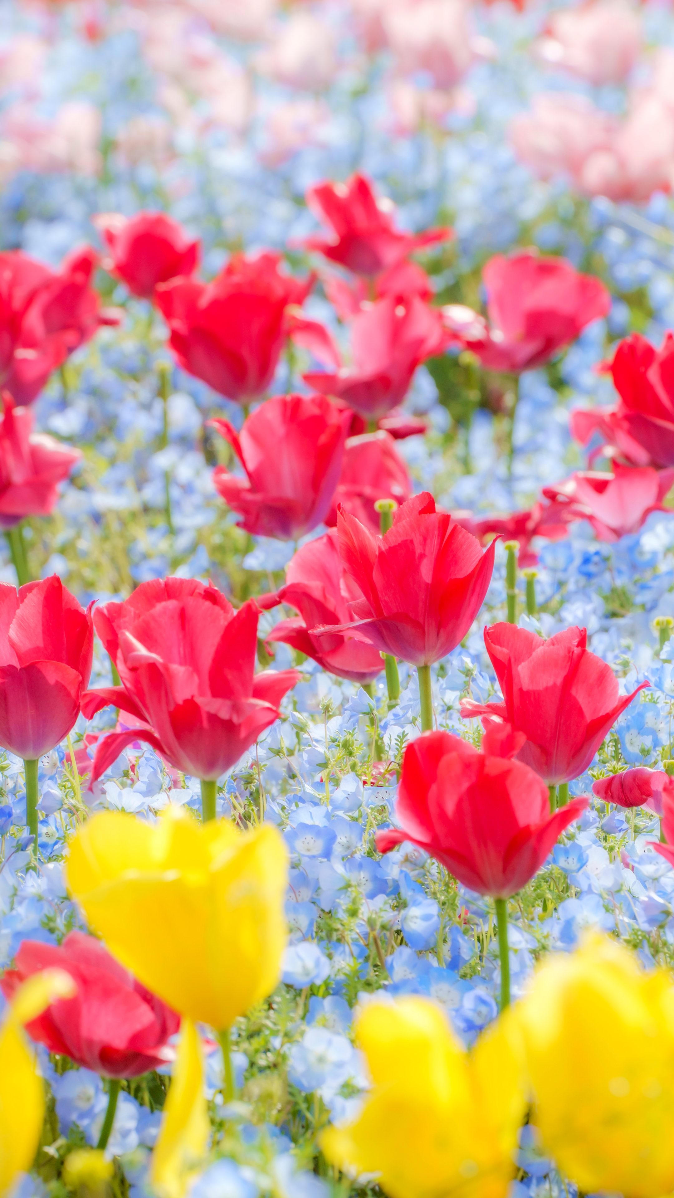 無料スマホ壁紙 チューリップとネモフィラの共演。AndroidとiPhoneに対応した4K高画質の無料待ち受け画像。三重県桑名市のなばなの里で撮影したフリー写真素材