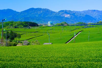 中の山パイロットの観光情報と写真一覧