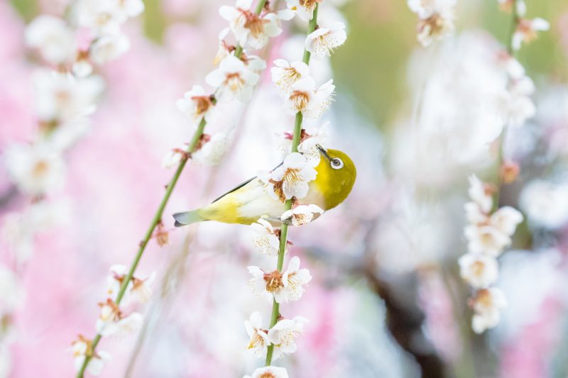 結城神社の梅苑の写真「蜜を吸うメジロ」