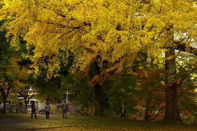 北畠神社の写真「黄金に輝くイチョウ」