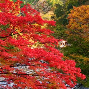 名松線の写真「比津の紅葉」