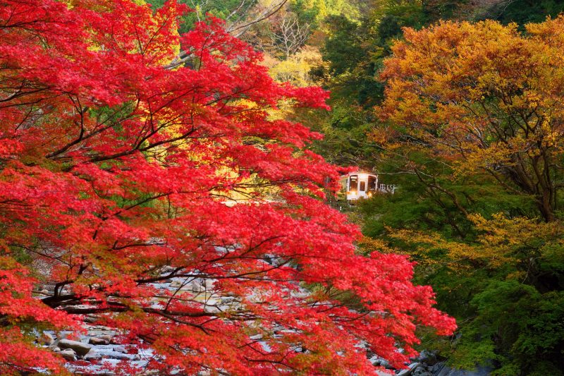 名松線の写真「比津の紅葉」