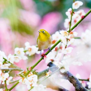 結城神社のウメジロー