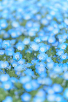 志摩市観光農園の写真「ふわっと優しいネモフィラ」