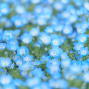 志摩市観光農園の写真「ふわっと優しいネモフィラ」