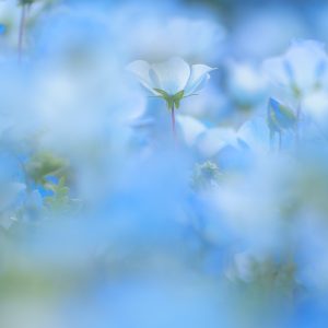 無料スマホ壁紙 青に包まれるネモフィラ。AndroidとiPhoneに対応した4K高画質の無料待ち受け画像。三重県志摩市の志摩市観光農園で撮影したフリー写真素材