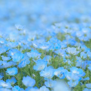 無料スマホ壁紙 ネモフィラのパステルブルーな絨毯。AndroidとiPhoneに対応した4K高画質の無料待ち受け画像。三重県志摩市の志摩市観光農園で撮影したフリー写真素材