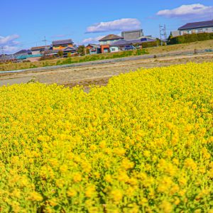 ハートの菜の花の凹んでいるところをズームアップ！