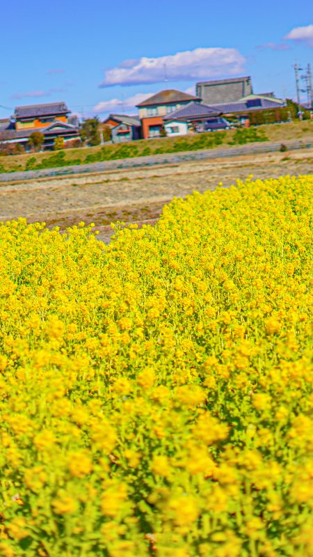 ハートの菜の花畑の写真「ハートの菜の花の凹んでいるところをズームアップ！」