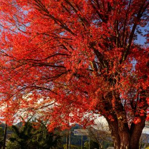 紅葉真っ盛り