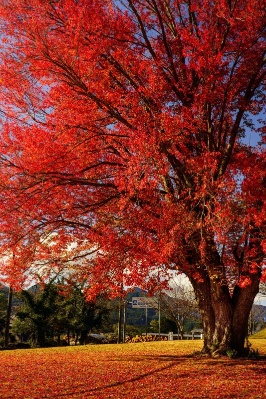 飯南高校のハナノキの写真「紅葉真っ盛り」