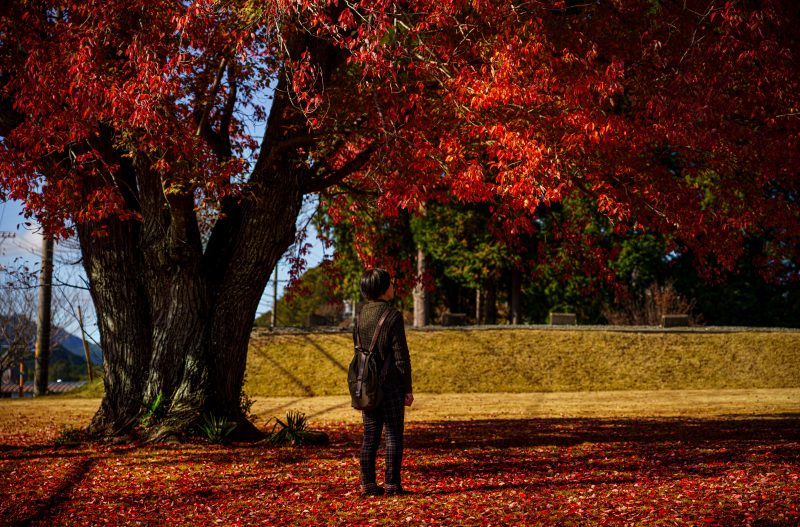 飯南高校のハナノキの写真「紅葉狩り」