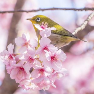 河津桜に乗るメジロ