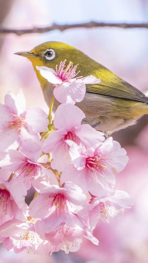 フリー写真素材「河津桜に乗るメジロ」