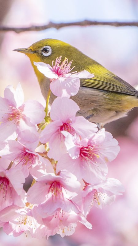 河村瑞賢公園の河津桜の写真「河津桜に乗るメジロ」