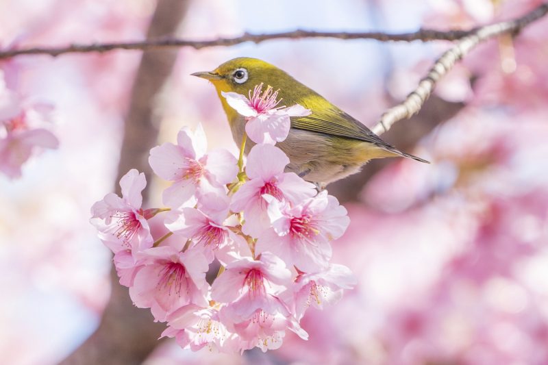 河村瑞賢公園の河津桜の写真「河津桜に乗るメジロ」