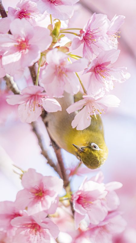 無料スマホ壁紙「河津桜ジロー」