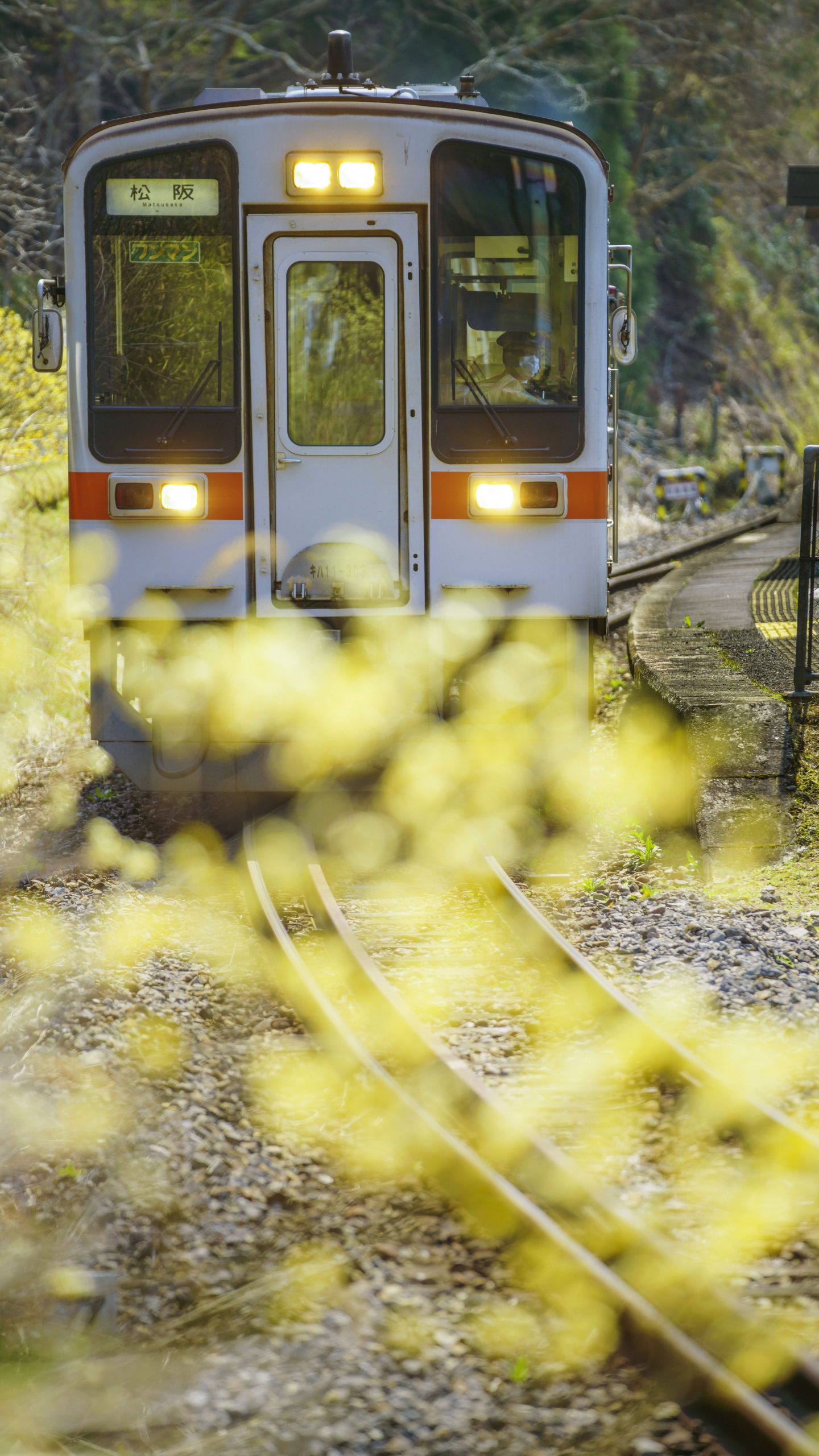 無料スマホ壁紙 光り輝くミツマタ。AndroidとiPhoneに対応した4K高画質の無料待ち受け画像。三重県鉄道の名松線で撮影したフリー写真素材