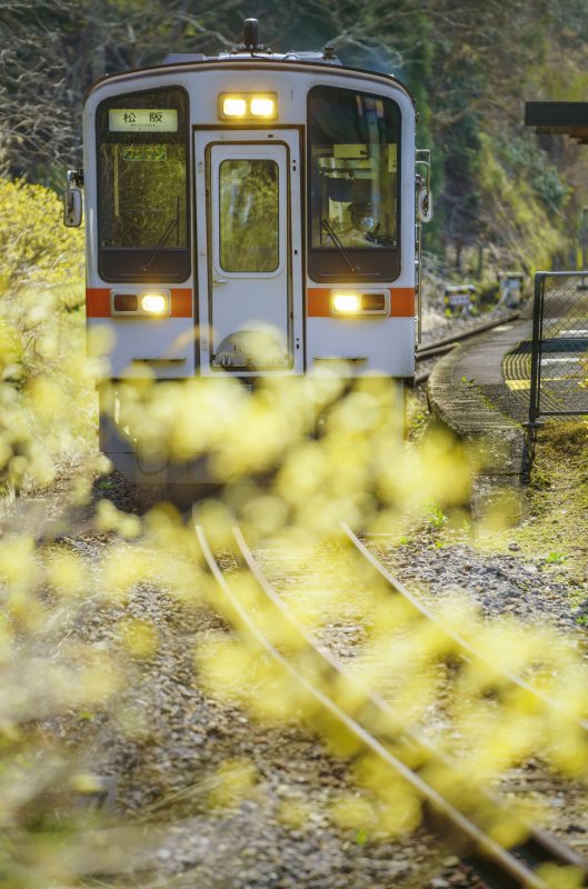 名松線の写真「光り輝くミツマタ」