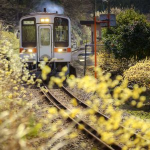 名松線の写真「ミツマタ列車発進！」